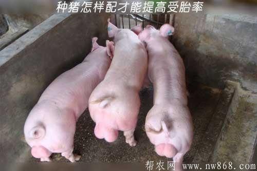 飼養種豬經驗——種豬怎樣配才能提高受胎率