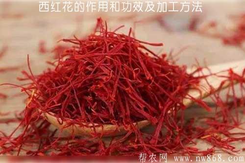 西紅花的作用和功效及加工方法