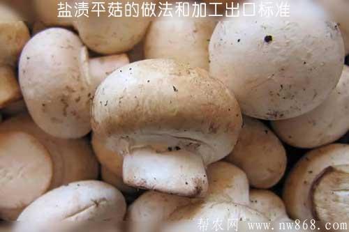 鹽漬平菇的做法和加工出口標(biāo)準(zhǔn)