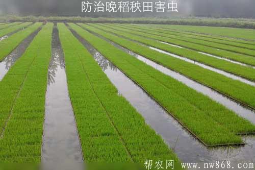 防治晚稻秧田害蟲|玉米鋅肥拌種技術(shù)