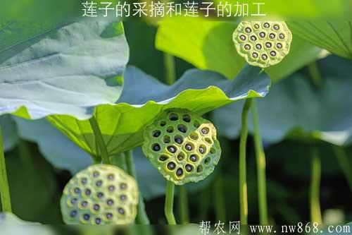 蓮子的采摘和蓮子的加工 蓮子的采摘和蓮子的加工