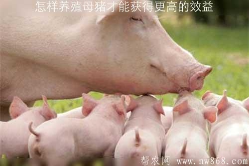 怎樣養殖母豬才能?獲得更高的效益