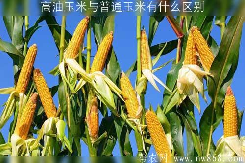 高油玉米與普通玉米有什么區別