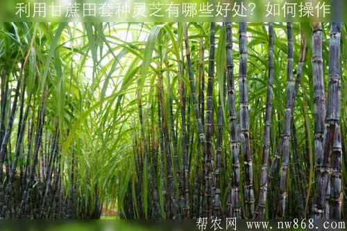 利用甘蔗田套種靈芝有哪些好處？如何操作