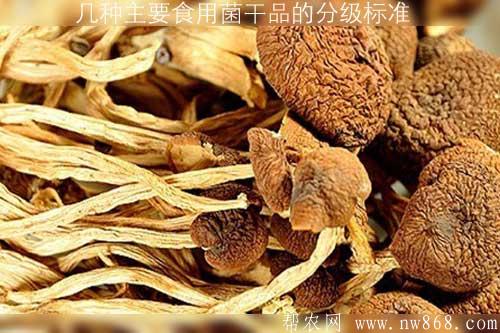 幾種主要食用菌干品的分級標準