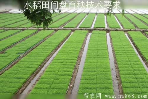 水稻田間盤育秧技術(shù)要求 水稻田間盤育秧技術(shù)要求