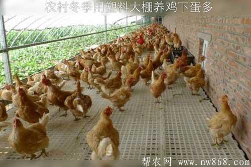 農村冬季用塑料大棚養雞下蛋多