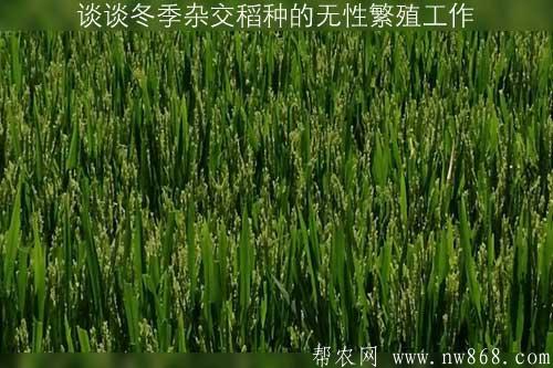 談?wù)劧倦s交稻種的無性繁殖工作