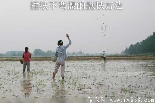 水稻栽培經驗——插秧不彎腰的拋秧方法 水稻栽培經驗——插秧不彎腰的拋秧方法