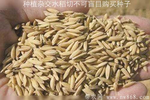 種植雜交水稻的農民朋友切不可盲目購買種子 種植雜交水稻的農民朋友切不可盲目購買種子