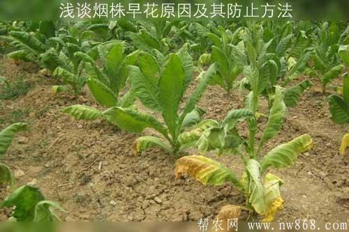 淺談煙株早花原因及其防止方法 淺談煙株早花原因及其防止方法