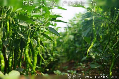 辣椒一栽二收,產值凈增一倍 辣椒一栽二收,產值凈增一倍