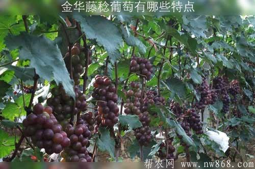 金華藤稔葡萄有哪些特點？這種葡萄適合哪些地區(qū)種植