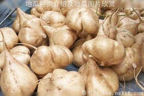 地瓜種類介紹及地瓜圖片欣賞 地瓜種類介紹及地瓜圖片欣賞