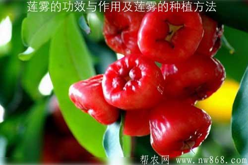 說一說蓮霧的功效與作用以及蓮霧的育苗種植方法
