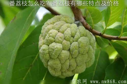 番荔枝怎么吃?番荔枝有哪些特點(diǎn)及價(jià)格 番荔枝怎么吃?番荔枝有哪些特點(diǎn)及價(jià)格