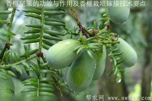香榧堅果的功效與作用及香榧栽培嫁接技術要點