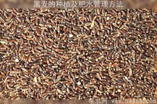 黑麥的種植及肥水管理方法 黑麥的種植及肥水管理方法