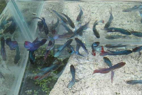 斗魚養殖需要注意哪些問題