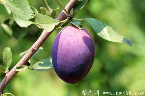 西梅的功效與作用|西梅的營(yíng)養(yǎng)價(jià)值