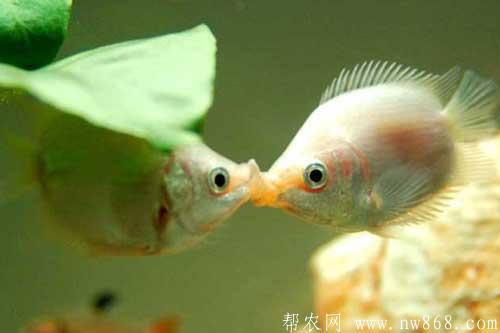 接吻魚(yú)為什么接吻?接吻魚(yú)怎么養(yǎng)? 接吻魚(yú)為什么接吻?接吻魚(yú)怎么養(yǎng)?