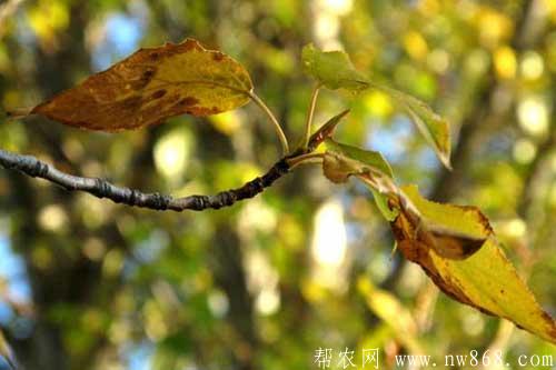 楊樹品種圖片大全及楊樹種類簡介 楊樹品種圖片大全及楊樹種類簡介