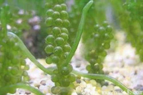 海葡萄的種植方法|海葡萄的功效與作用 海葡萄的種植方法|海葡萄的功效與作用