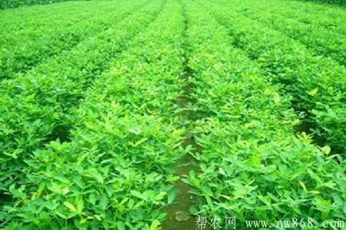 花生種植過程中如何防治田鼠 花生種植過程中如何防治田鼠