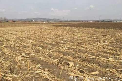 玉米秸稈還田有哪些好處?玉米秸稈還田需要注意什么 玉米秸稈還田有哪些好處?玉米秸稈還田需要注意什么