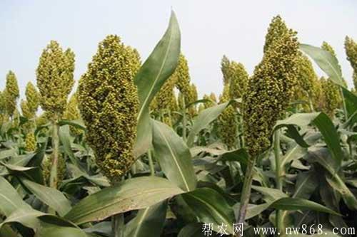 高粱種植田間管理及病害防治 高粱種植田間管理及病害防治