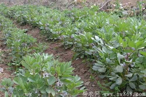 蠶豆種植過程中的高產施肥方法 蠶豆種植過程中的高產施肥方法