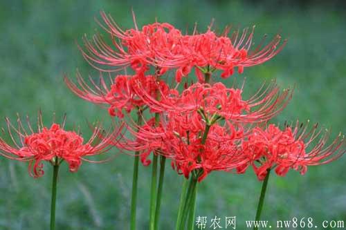 彼岸花的花語、種類及養殖方法 彼岸花的花語、種類及養殖方法