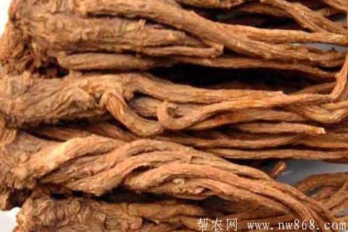 當歸的功效與作用是什么?食用當歸需要注意哪些問題 當歸的功效與作用是什么?食用當歸需要注意哪些問題