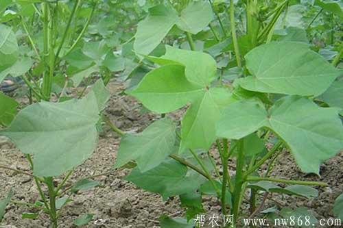 棉花病蟲害綜合防治技術和措施 棉花病蟲害綜合防治技術和措施