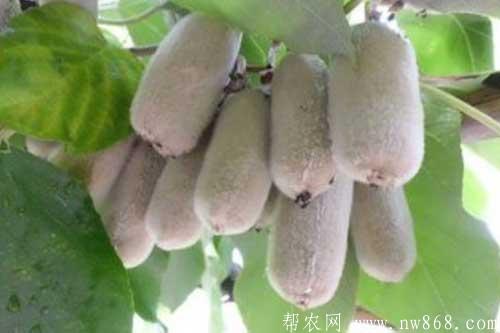 談談未來十大暴利種植,或許就有適合你的項目 談談未來十大暴利種植,或許就有適合你的項目