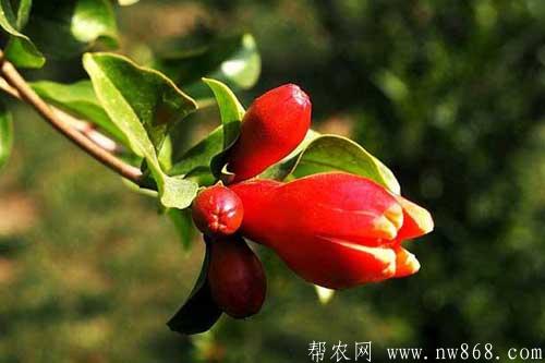 石榴樹什么時候開花|石榴不開花是什么原因 石榴樹什么時候開花|石榴不開花是什么原因