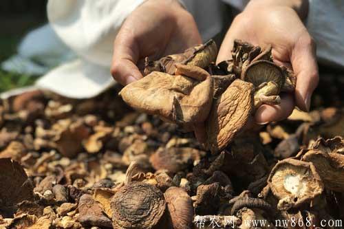 香菇晶和香菇肉干生產技術 香菇晶和香菇肉干生產技術