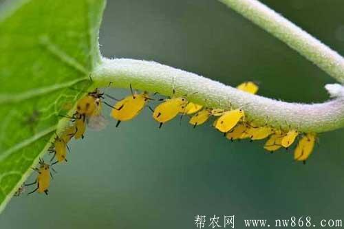 滅鼠餅干及緩釋型殺蟲劑制作方法 滅鼠餅干及緩釋型殺蟲劑制作方法