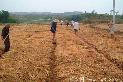 稻草還田需要掌握哪些技術(shù)環(huán)節(jié) 稻草還田需要掌握哪些技術(shù)環(huán)節(jié)