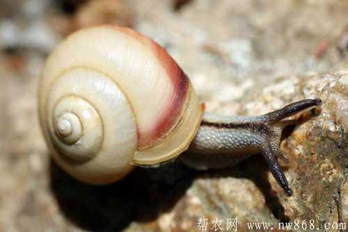 僵尸蝸牛真的存在嗎|僵尸蝸牛能養嗎 僵尸蝸牛真的存在嗎|僵尸蝸牛能養嗎