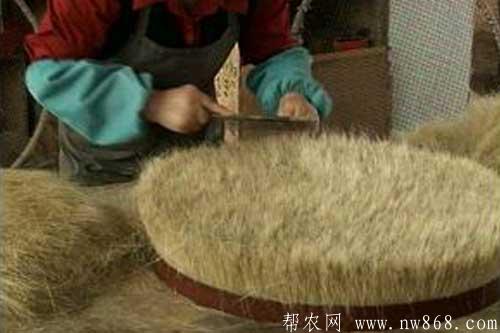 活豬取鬃及豬鬃的加工技術 活豬取鬃及豬鬃的加工技術