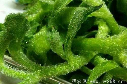 在農村種植什么賺錢快|哪些種植項目比較賺錢 在農村種植什么賺錢快|哪些種植項目比較賺錢