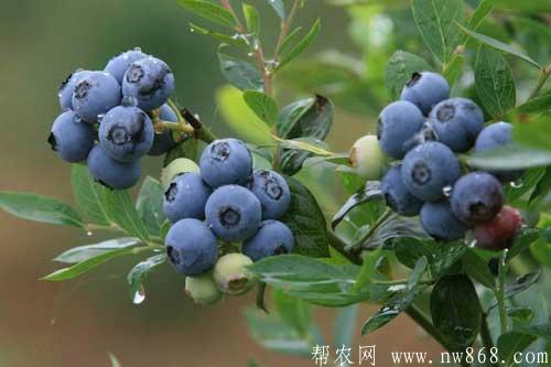 談談未來十大暴利種植,或許就有適合你的項目 談談未來十大暴利種植,或許就有適合你的項目