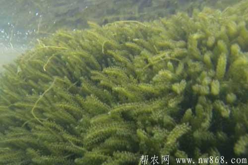 海葡萄的種植方法|海葡萄的功效與作用 海葡萄的種植方法|海葡萄的功效與作用