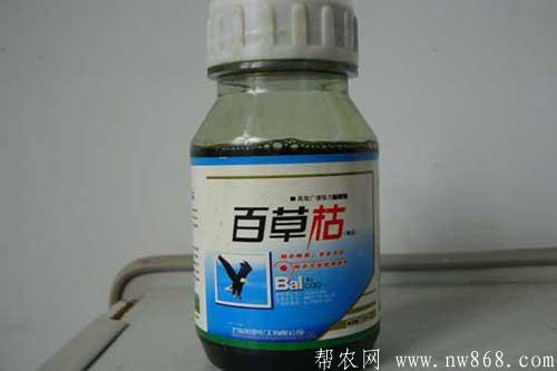 百草枯是什么東西?使用百草枯有哪些注意事項 百草枯是什么東西?使用百草枯有哪些注意事項