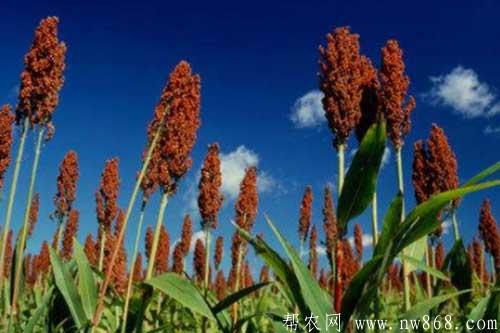 高粱種植田間管理及病害防治 高粱種植田間管理及病害防治