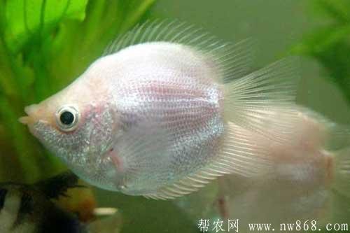 接吻魚(yú)為什么接吻?接吻魚(yú)怎么養(yǎng)? 接吻魚(yú)為什么接吻?接吻魚(yú)怎么養(yǎng)?