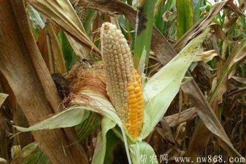 玉米禿尖怎么辦?玉米禿尖有哪些預防方法? 玉米禿尖怎么辦?玉米禿尖有哪些預防方法?