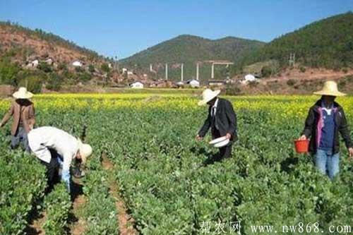 蠶豆種植過程中的高產施肥方法 蠶豆種植過程中的高產施肥方法