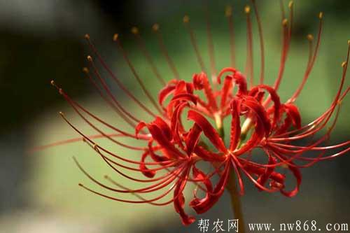 彼岸花的花語、種類及養殖方法 彼岸花的花語、種類及養殖方法